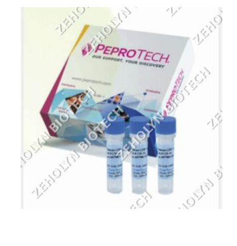 Recombinant Human CCL5/RANTES