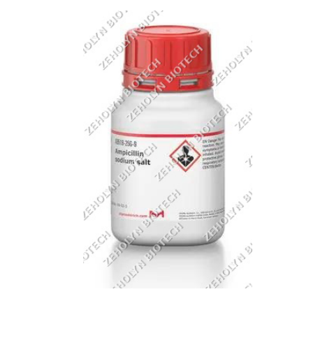 Amphotericin B