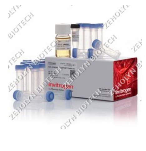 Promega JM109 Competent Cells